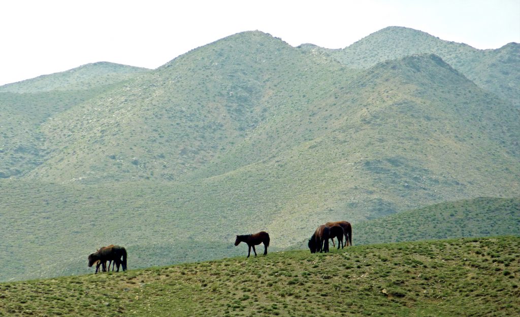 Horses in Ningxia Near the Great Wall