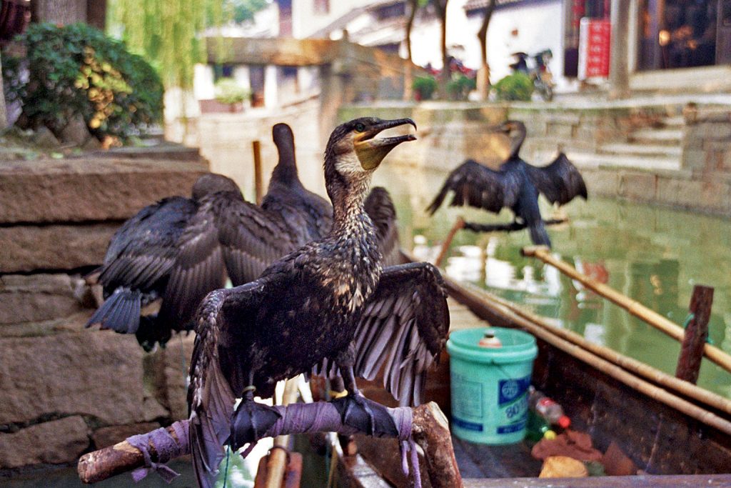 cormorants in Luzhi 甪直 An Authentic Canal Town