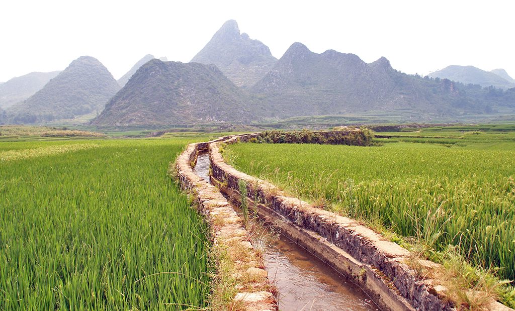 Rice fields Shitou Zhai 石头寨 