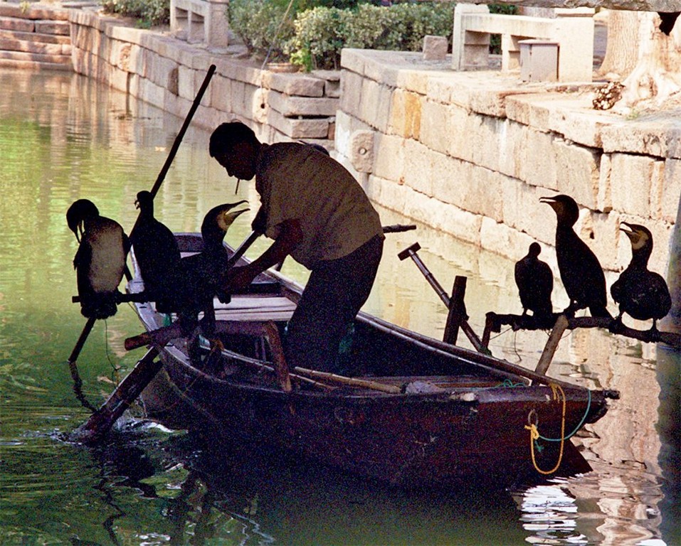 cormorants and the boss THE BEST DAY TRIP FROM SUZHOU 苏州 Luzhi 甪直 An Authentic Canal Town