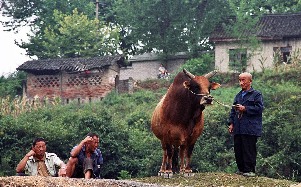 Chinese Bull Fighting in Matang 麻塘革家寨的斗牛: Guizhou Province