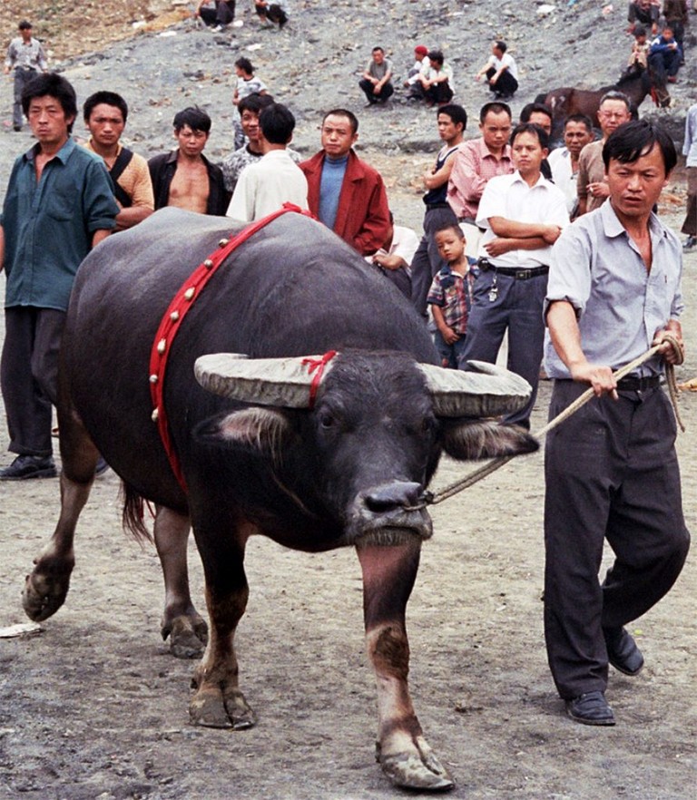 owner with his bull Chinese Bull Fighting in Matang 麻塘革家寨的斗牛: Guizhou Province