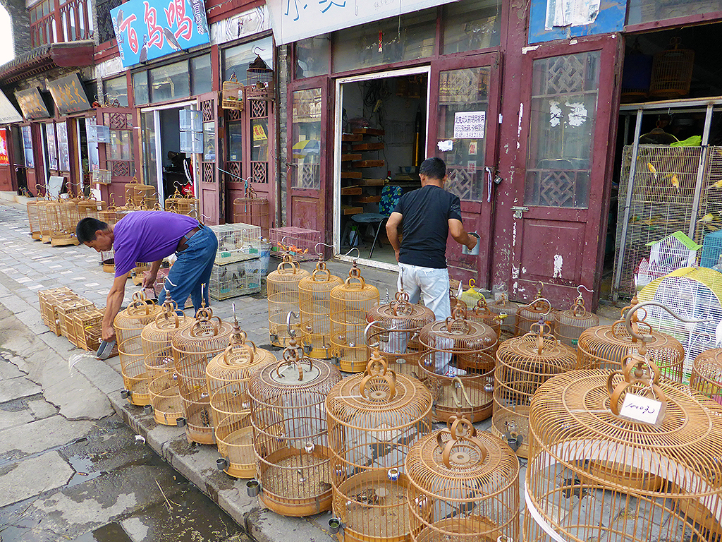 Bird Cages Xincheng