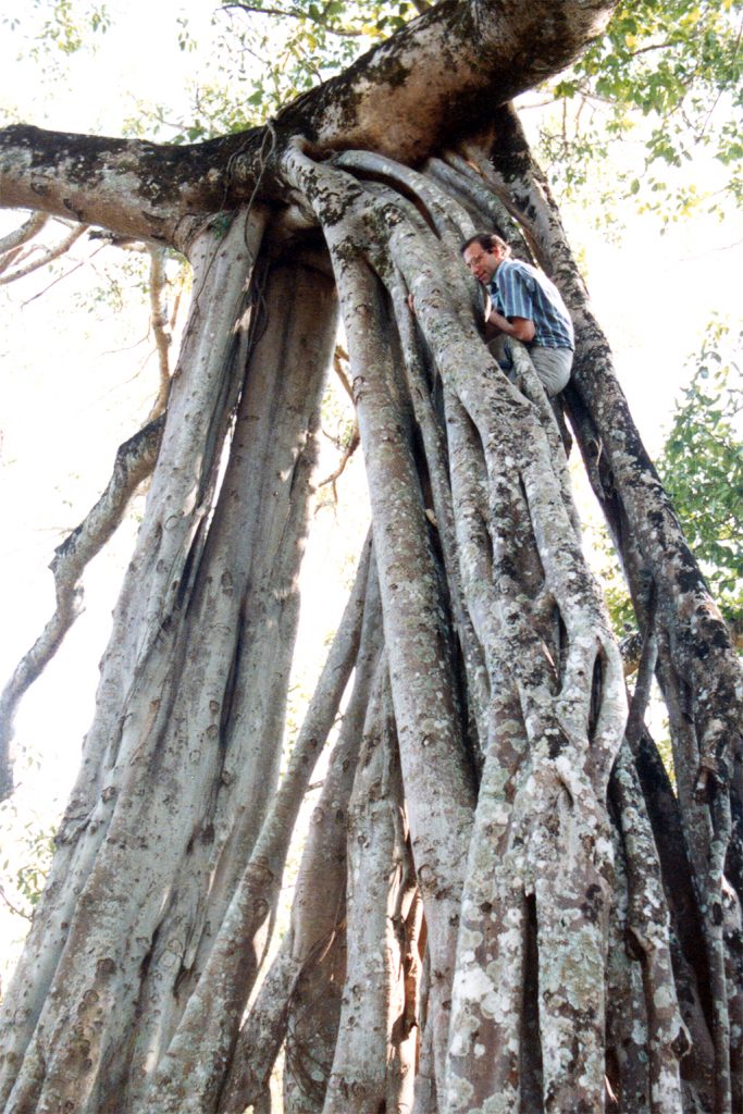  Ruili climbing a giant Banyan tree