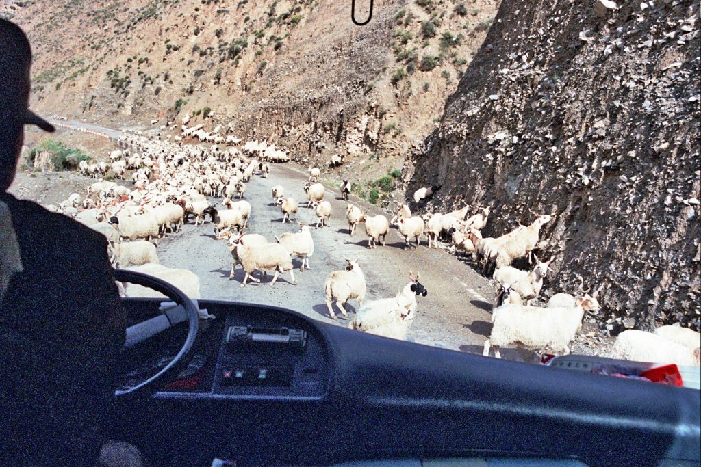 goats blocking the road to tongren qinghai provinve