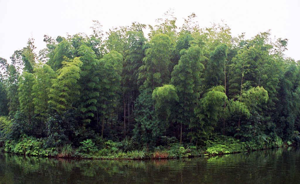 Shunan Bamboo Sea 蜀南竹海