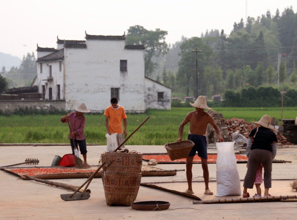 drying chilis Yancun 延村