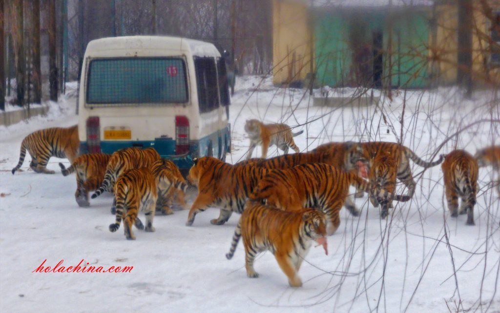 Siberian tigers surrounding a bus Harbin 东北虎林园