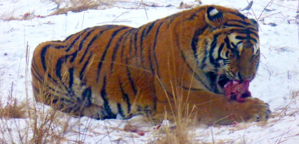 Siberian tiger having lunch in Harbin.
东北虎林园