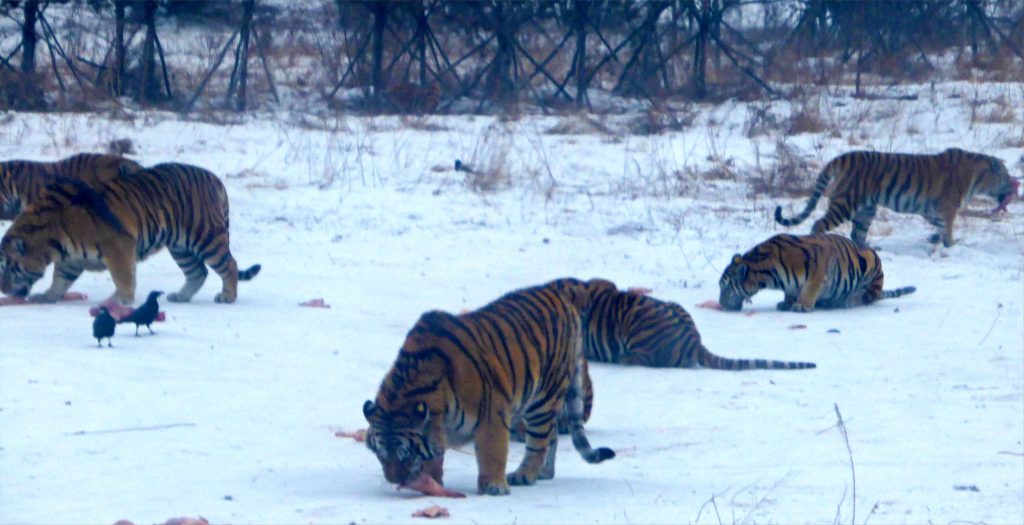 Siberian tigers having lunch in Harbin. 东北虎林园