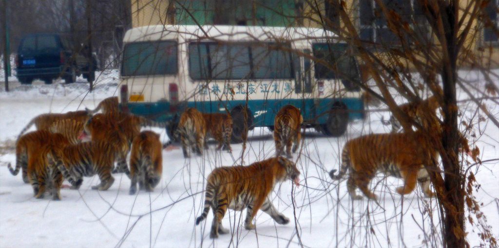 Tigers surrounding a tourist bus in Harbin's siberian tiger park. 东北虎林园