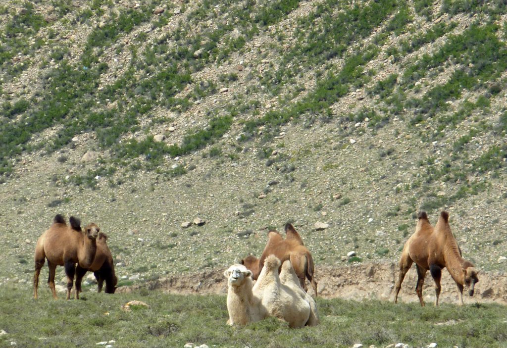 Camels Yinchuan to Bayan Khot