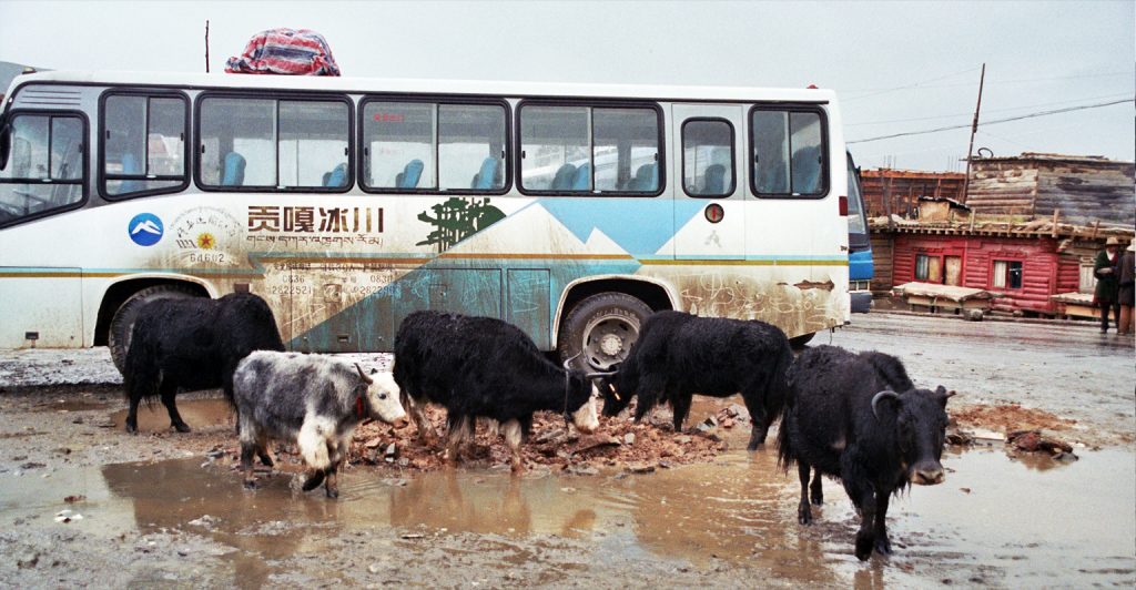 Yaks and bus Manigango