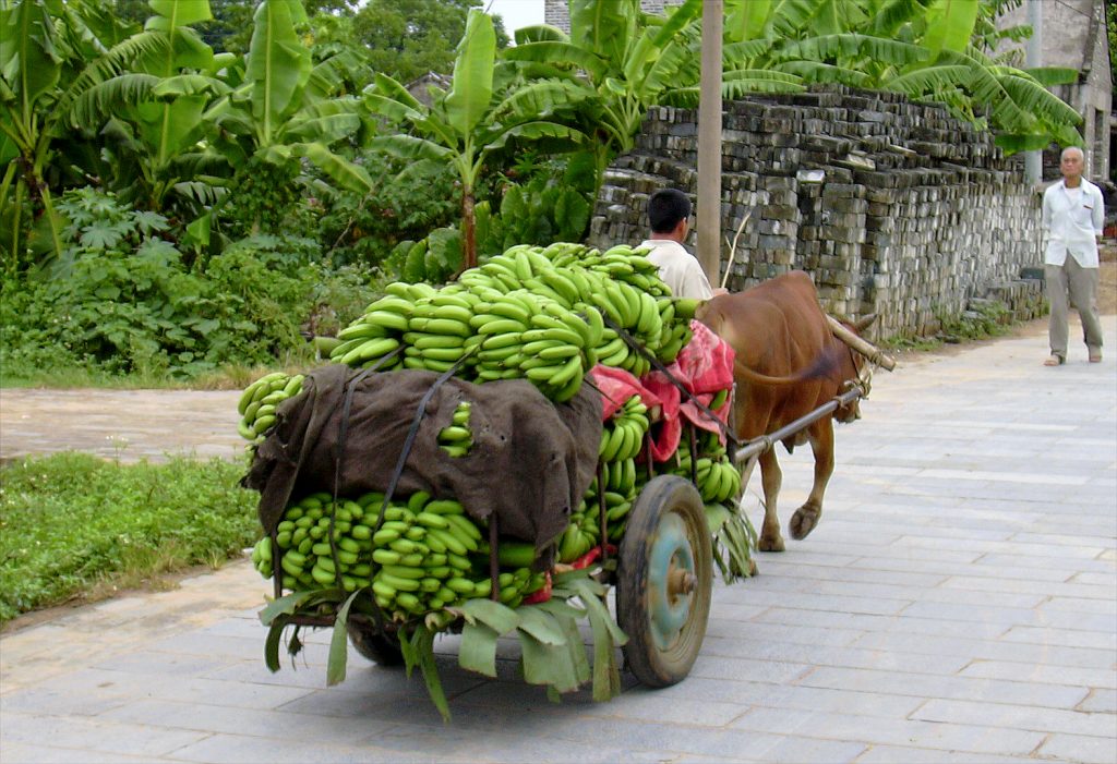 Bananas Yangmei