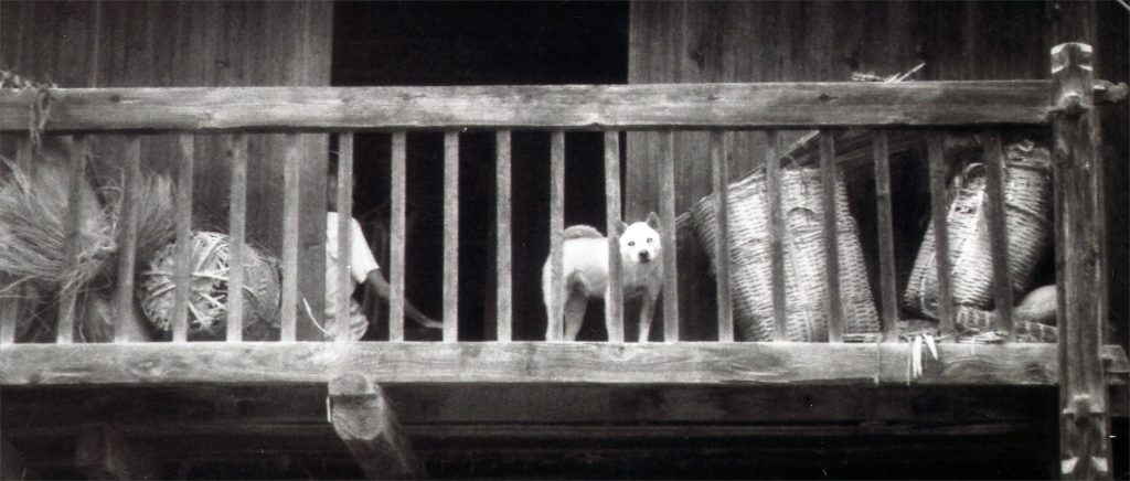 Zhaoxing dog on balcony