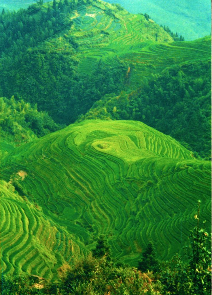 Electric Green Rice Terraces