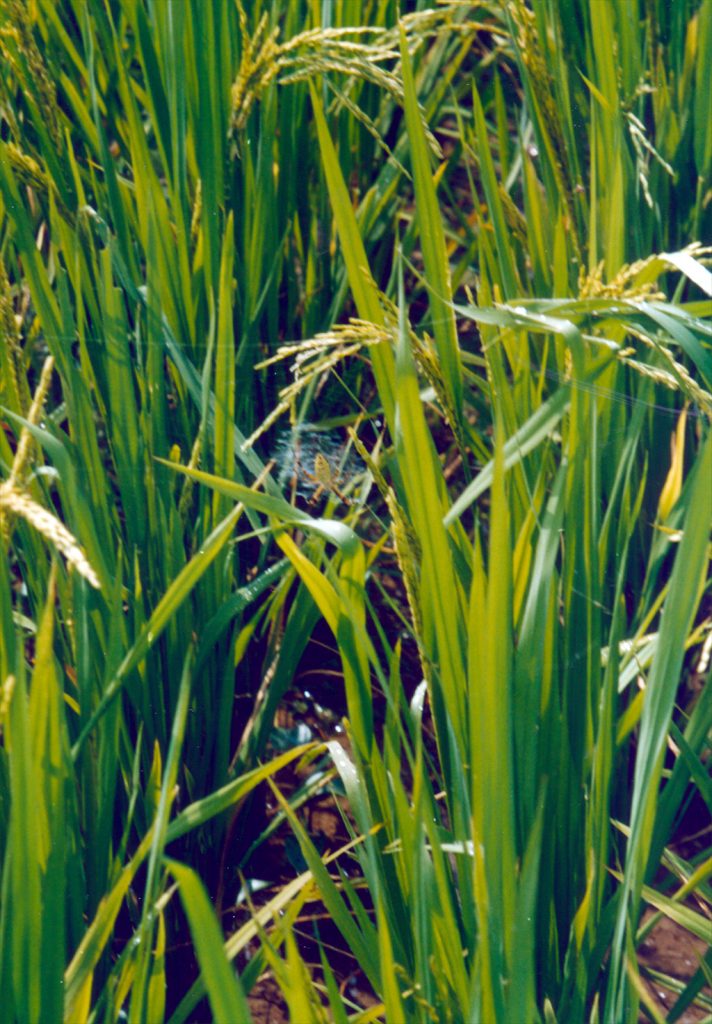 Spiders in the Rice