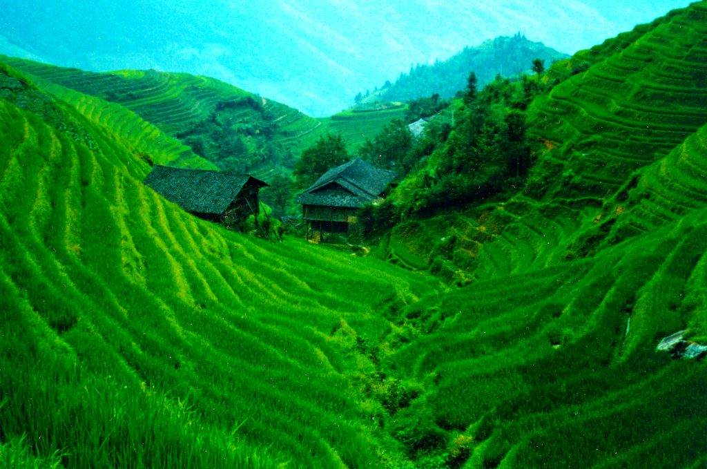 Walking in the rice Fields