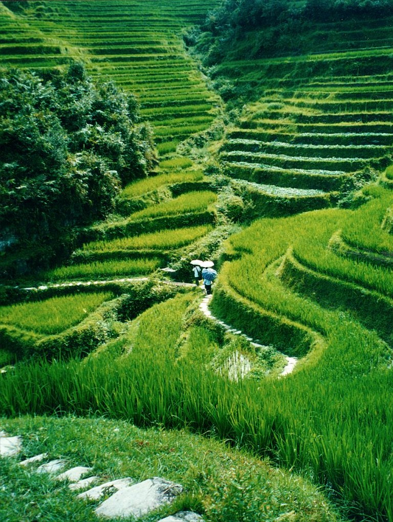 WALKING  IN THE RICE TERRACES